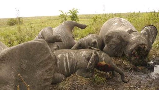 elephants-killed-in-zimbabwe